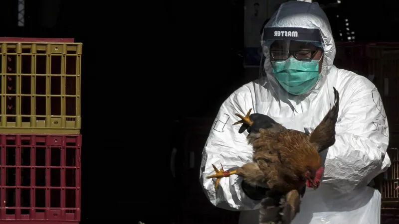 ABDde H5N5 kuş gribi nedeniyle ilk insan ölümü