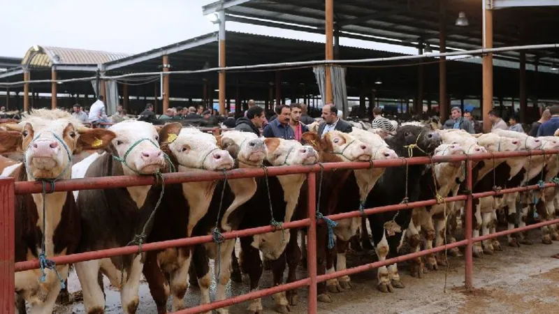Alarm verildi! ülke genelindeki hayvan pazarları için flaş karar
