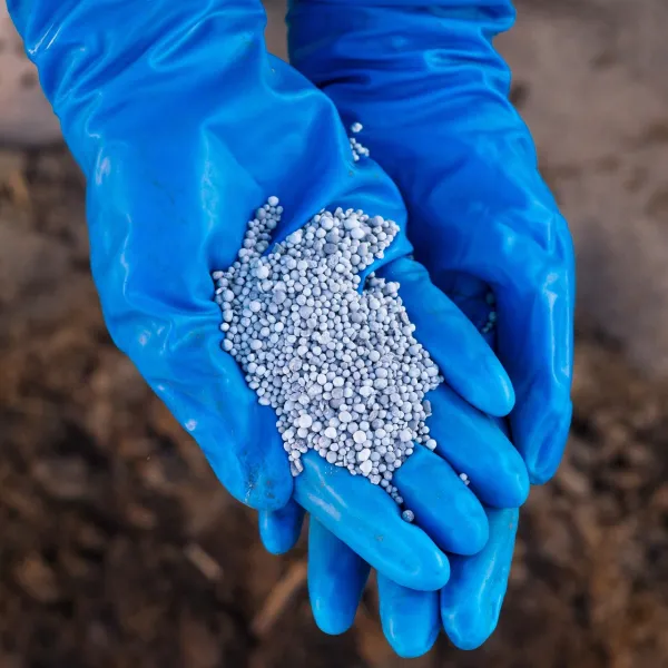 Alüminyum Fosfit Tehlikesi: Solumayın, Ölümcül Olabilir!