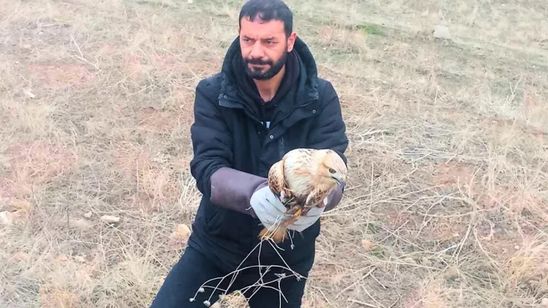 Arnavutköy’de Yaralı Kartal Bulundu