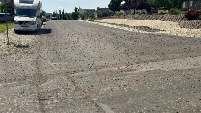 Böcekler kenti istila etti: Kar küreme araçları devrede