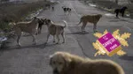 Danıştay’dan emsal sahipsiz köpek kararı! “Belediye sorumlu”