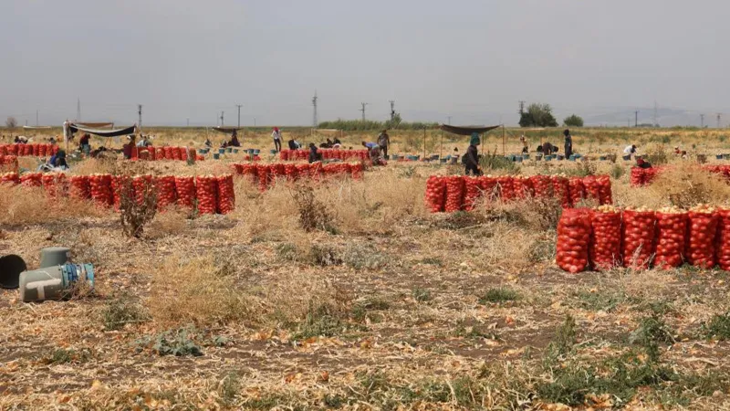 Göz yaşartan hasat! Hatay'da soğan işçilerinin günlük yevmiyeleri açıklandı!