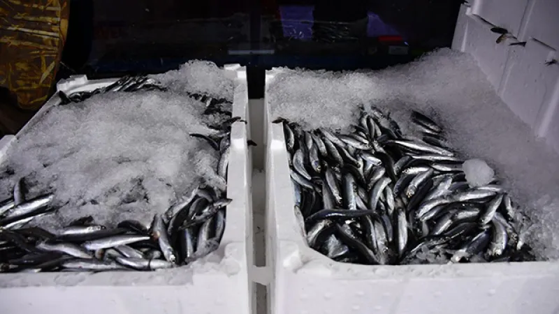 Hamsi Alarmı! Karadeniz'de Bereket Başladı, Fiyatlar Düşecek Mi?