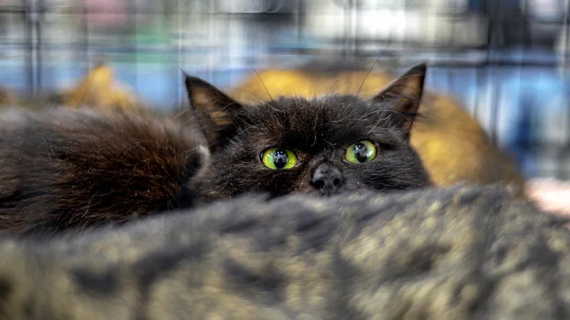 Cadılar Bayramı Öncesi Kara Kedi Yasağı! İspanya'da Neler Oluyor?