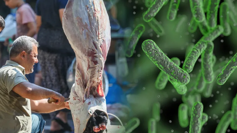 Kurban Bayramı Alarmı! Salmonella Tehlikesi Kapıda mı?