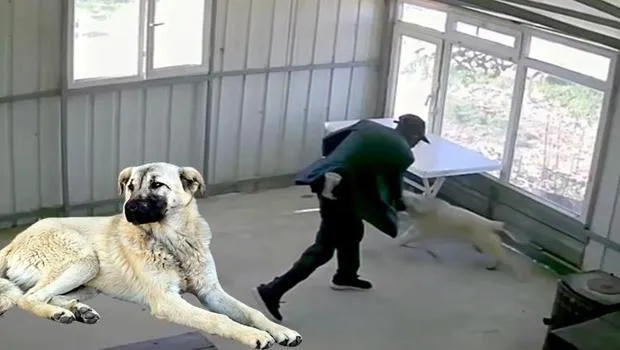81 yaşındaki adamdan dehşete düşüren kötülük! İşletmeci kamera görüntülerine bakınca gözlerine inanamadı