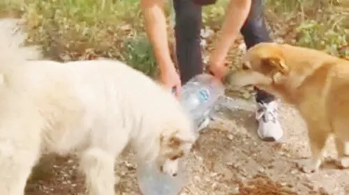 Sakarya'da örnek karar: Kampüste köpek beslemek yasaklandı