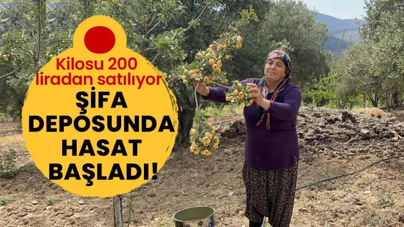 Şifa deposunda hasat başladı!
