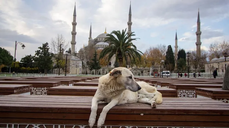 Şimdi de açlığa mahkum ediliyorlar: İstanbul'da sokak köpeklerini beslemek yasaklandı!