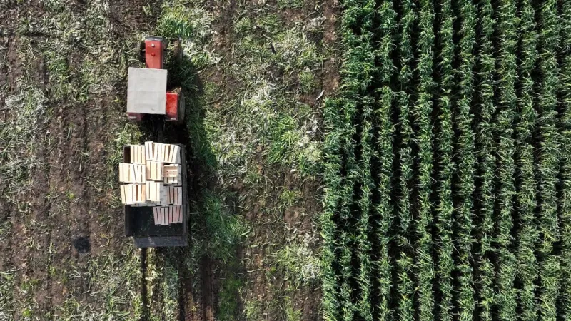 Tarım ÜFE ekimde aylık bazda yüzde 4 art