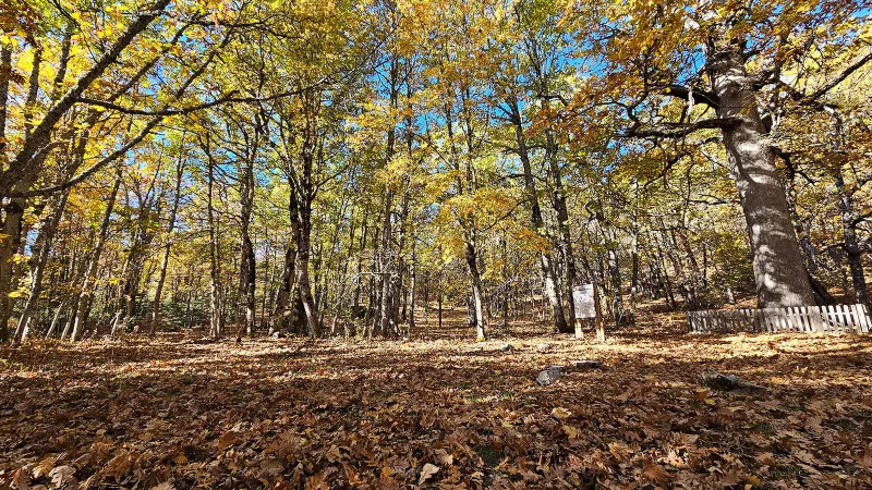 Türkiye'de bulunan bu ormana izinsiz girmenin cezası 557 bin TL