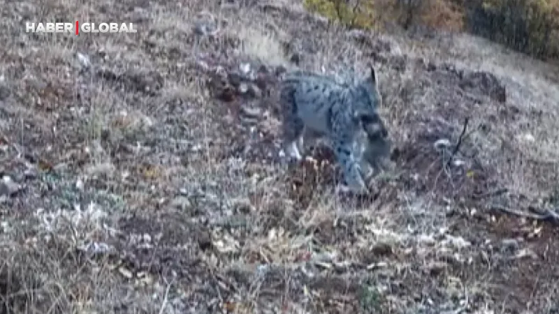 Tunceli'de Vaşak Ailesi Görüntülendi! Ormanın Gizemli Avcısı Yakalandı