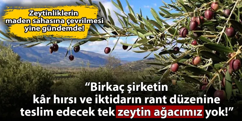 Zeytinlikleri maden sahasına açmak istiyorlar!: “Birkaç şirketin kâr hırsına teslim edecek tek zeytin ağacımız yok!"